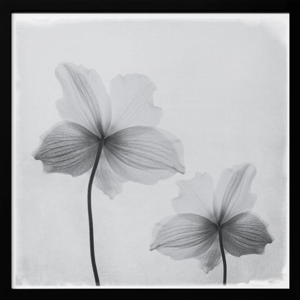 A framed black and white photograph of two translucent flowers seen from behind. Their delicate, paper-like petals are detailed with fine veins against a soft, light gray background. The artwork is enclosed in a simple, light-colored wooden frame. Wall Art