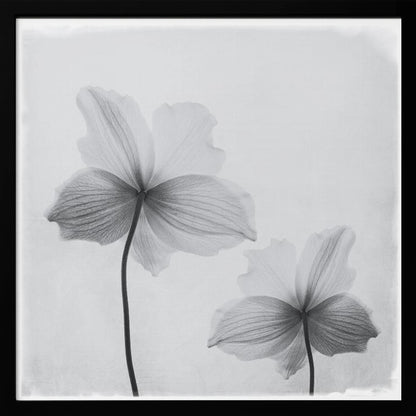 A framed black and white photograph of two translucent flowers seen from behind. Their delicate, paper-like petals are detailed with fine veins against a soft, light gray background. The artwork is enclosed in a simple, light-colored wooden frame. Wall Art