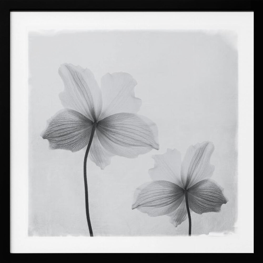 A framed black and white photograph of two translucent flowers seen from behind. Their delicate, paper-like petals are detailed with fine veins against a soft, light gray background. The artwork is enclosed in a simple, light-colored wooden frame. Wall Art