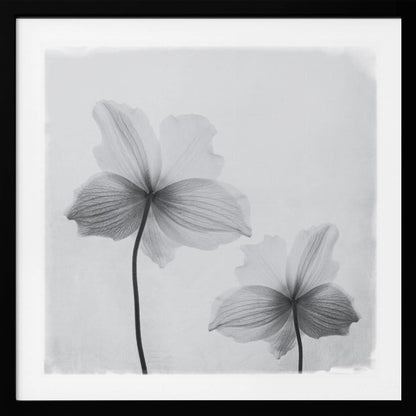 A framed black and white photograph of two translucent flowers seen from behind. Their delicate, paper-like petals are detailed with fine veins against a soft, light gray background. The artwork is enclosed in a simple, light-colored wooden frame. Wall Art