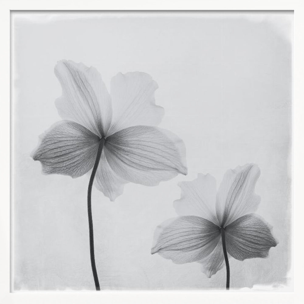 A framed black and white photograph of two translucent flowers seen from behind. Their delicate, paper-like petals are detailed with fine veins against a soft, light gray background. The artwork is enclosed in a simple, light-colored wooden frame. Wall Art