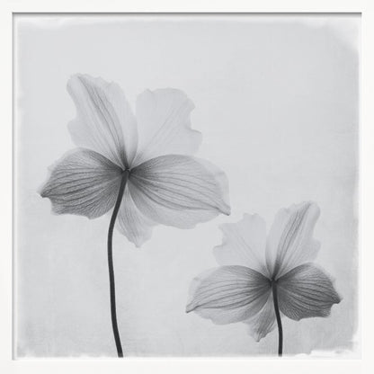 A framed black and white photograph of two translucent flowers seen from behind. Their delicate, paper-like petals are detailed with fine veins against a soft, light gray background. The artwork is enclosed in a simple, light-colored wooden frame. Wall Art