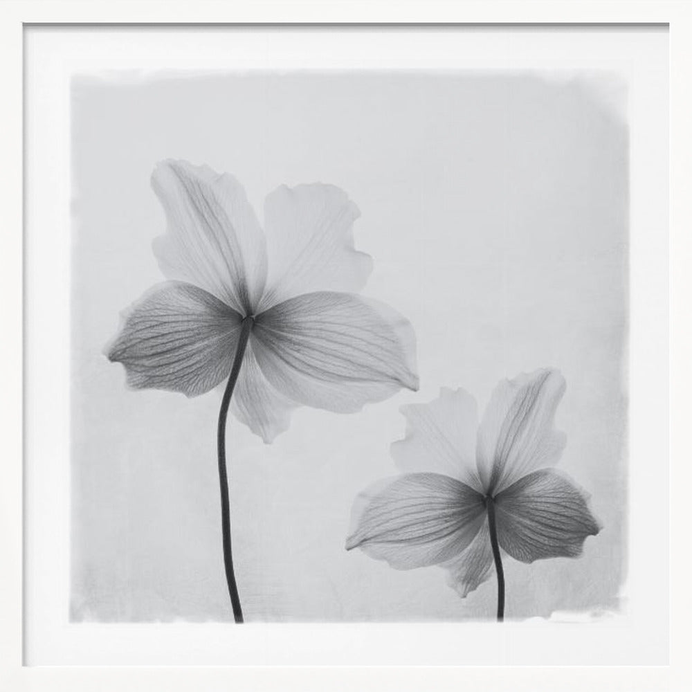A framed black and white photograph of two translucent flowers seen from behind. Their delicate, paper-like petals are detailed with fine veins against a soft, light gray background. The artwork is enclosed in a simple, light-colored wooden frame. Wall Art