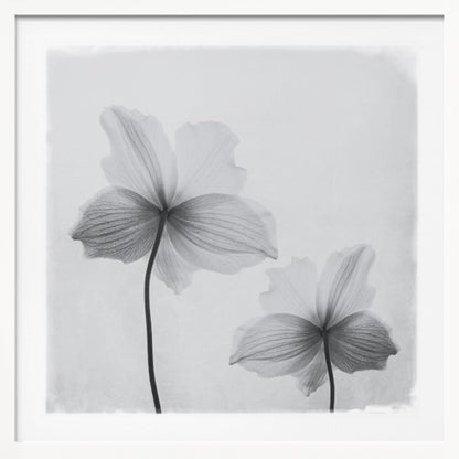 A framed black and white photograph of two translucent flowers seen from behind. Their delicate, paper-like petals are detailed with fine veins against a soft, light gray background. The artwork is enclosed in a simple, light-colored wooden frame. Wall Art