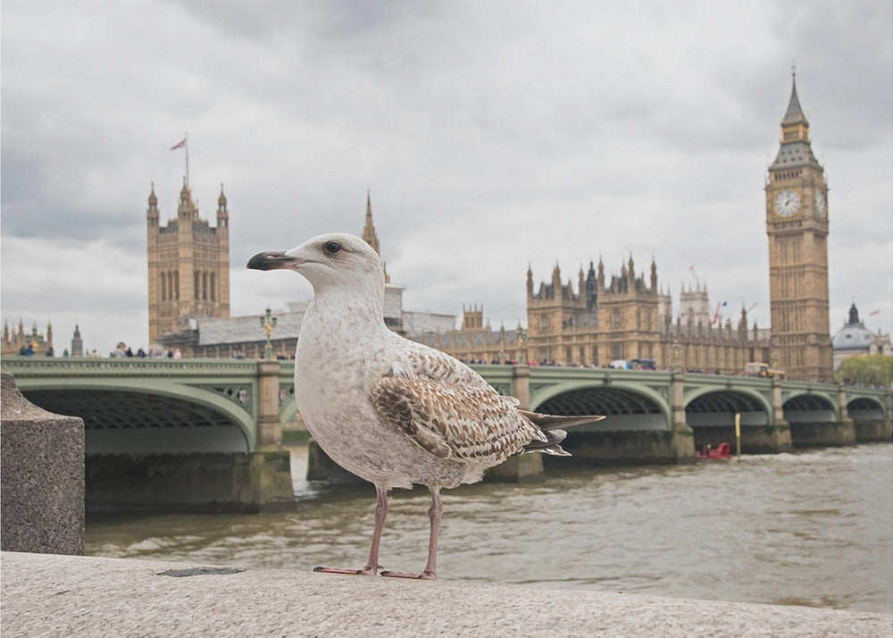 A close-up photograph of a seagull standing on a stone ledge with the River Thames and London's Big Ben clock tower and the Houses of Parliament in the background under a cloudy sky. Decor