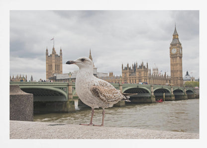A close-up photograph of a seagull standing on a stone ledge with the River Thames and London's Big Ben clock tower and the Houses of Parliament in the background under a cloudy sky. Decor