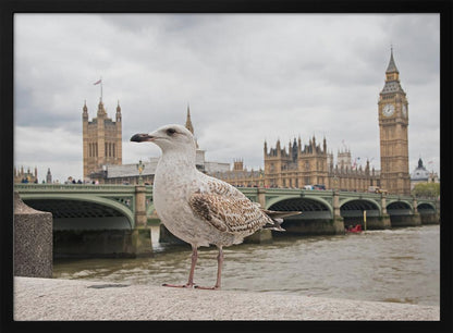 A close-up photograph of a seagull standing on a stone ledge with the River Thames and London's Big Ben clock tower and the Houses of Parliament in the background under a cloudy sky. Decor