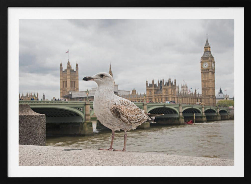 A close-up photograph of a seagull standing on a stone ledge with the River Thames and London's Big Ben clock tower and the Houses of Parliament in the background under a cloudy sky. Decor