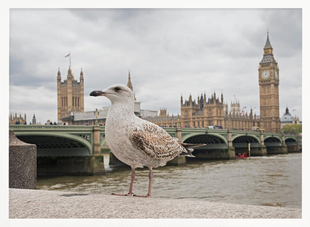 A close-up photograph of a seagull standing on a stone ledge with the River Thames and London's Big Ben clock tower and the Houses of Parliament in the background under a cloudy sky. Decor