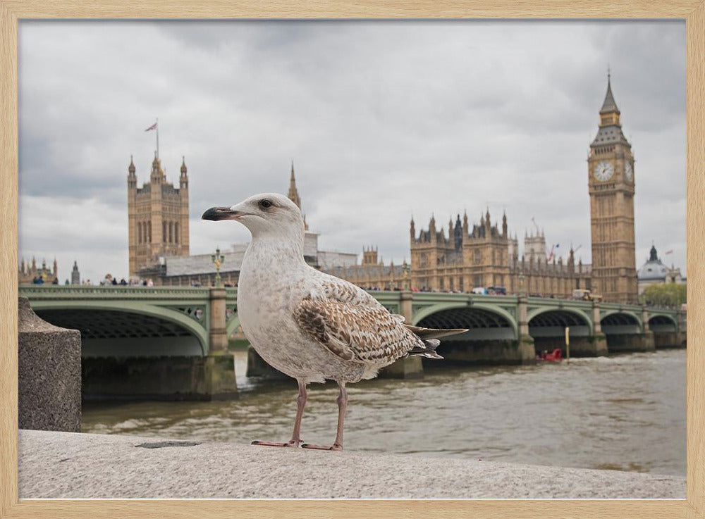 A close-up photograph of a seagull standing on a stone ledge with the River Thames and London's Big Ben clock tower and the Houses of Parliament in the background under a cloudy sky. Decor