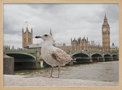 A close-up photograph of a seagull standing on a stone ledge with the River Thames and London's Big Ben clock tower and the Houses of Parliament in the background under a cloudy sky. Decor