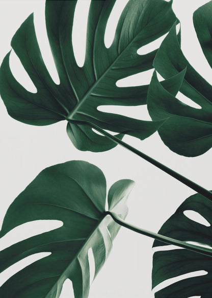 A low-angle, close-up photograph of several large, dark green Monstera leaves against a solid white background, enclosed in a thin black frame. The focus is on the characteristic splits and glossy texture of the leaves. Artwork