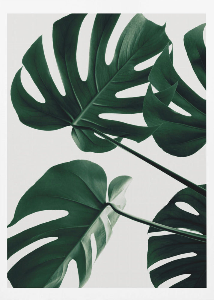 A low-angle, close-up photograph of several large, dark green Monstera leaves against a solid white background, enclosed in a thin black frame. The focus is on the characteristic splits and glossy texture of the leaves. Artwork