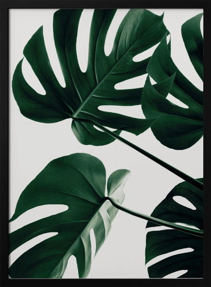 A low-angle, close-up photograph of several large, dark green Monstera leaves against a solid white background, enclosed in a thin black frame. The focus is on the characteristic splits and glossy texture of the leaves. Artwork