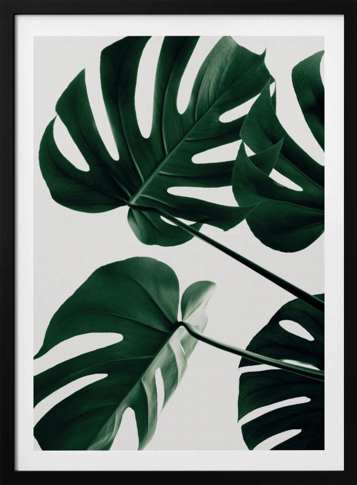 A low-angle, close-up photograph of several large, dark green Monstera leaves against a solid white background, enclosed in a thin black frame. The focus is on the characteristic splits and glossy texture of the leaves. Artwork
