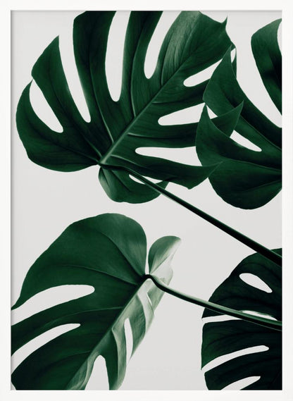 A low-angle, close-up photograph of several large, dark green Monstera leaves against a solid white background, enclosed in a thin black frame. The focus is on the characteristic splits and glossy texture of the leaves. Artwork