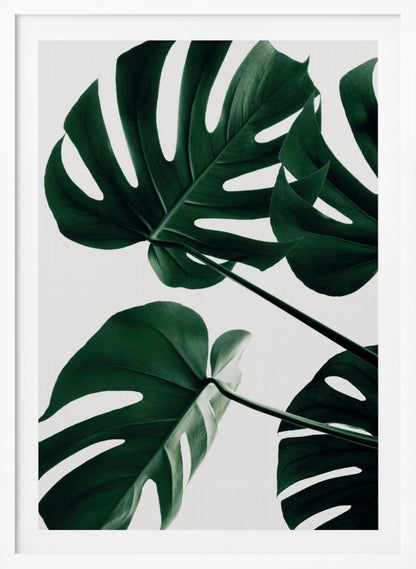 A low-angle, close-up photograph of several large, dark green Monstera leaves against a solid white background, enclosed in a thin black frame. The focus is on the characteristic splits and glossy texture of the leaves. Artwork