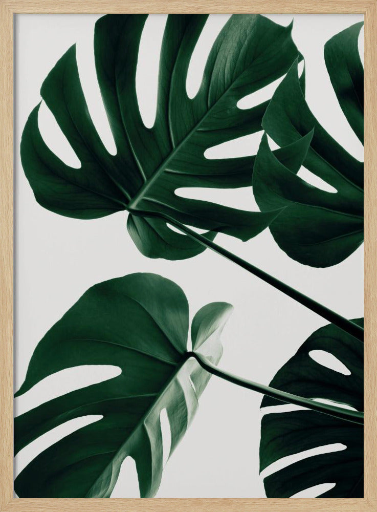 A low-angle, close-up photograph of several large, dark green Monstera leaves against a solid white background, enclosed in a thin black frame. The focus is on the characteristic splits and glossy texture of the leaves. Artwork
