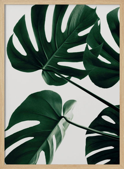 A low-angle, close-up photograph of several large, dark green Monstera leaves against a solid white background, enclosed in a thin black frame. The focus is on the characteristic splits and glossy texture of the leaves. Artwork