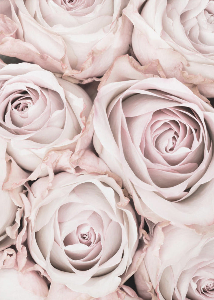 A close-up, overhead photograph of a dense bouquet of dusty pink roses with delicate, layered petals, all framed in black. Wall Art