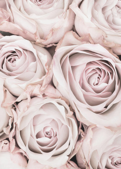 A close-up, overhead photograph of a dense bouquet of dusty pink roses with delicate, layered petals, all framed in black. Wall Art