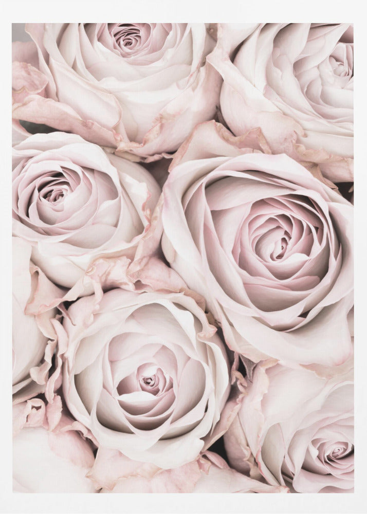 A close-up, overhead photograph of a dense bouquet of dusty pink roses with delicate, layered petals, all framed in black. Wall Art