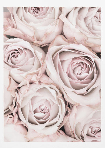 A close-up, overhead photograph of a dense bouquet of dusty pink roses with delicate, layered petals, all framed in black. Wall Art