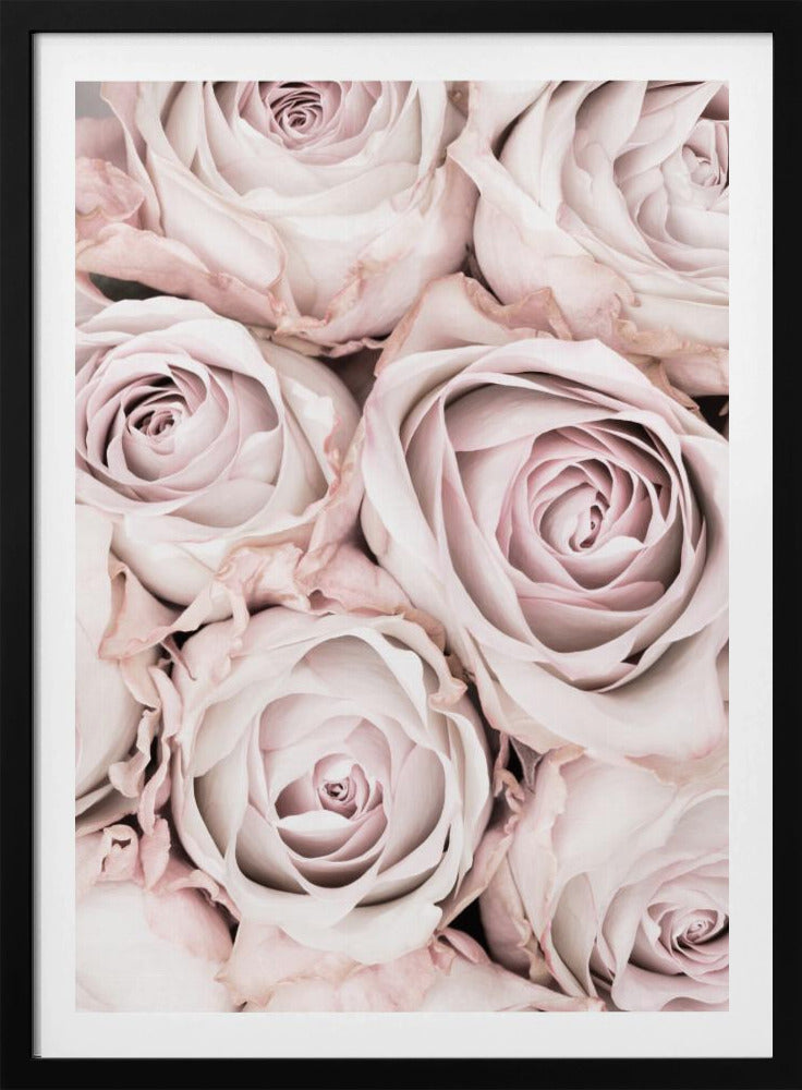 A close-up, overhead photograph of a dense bouquet of dusty pink roses with delicate, layered petals, all framed in black. Wall Art