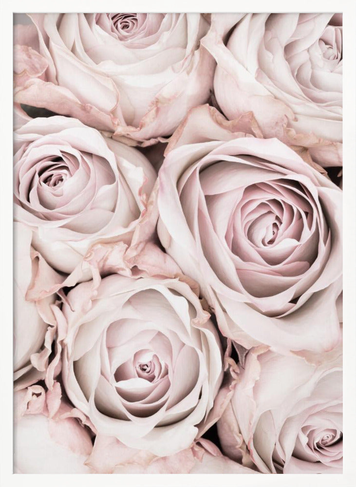 A close-up, overhead photograph of a dense bouquet of dusty pink roses with delicate, layered petals, all framed in black. Wall Art