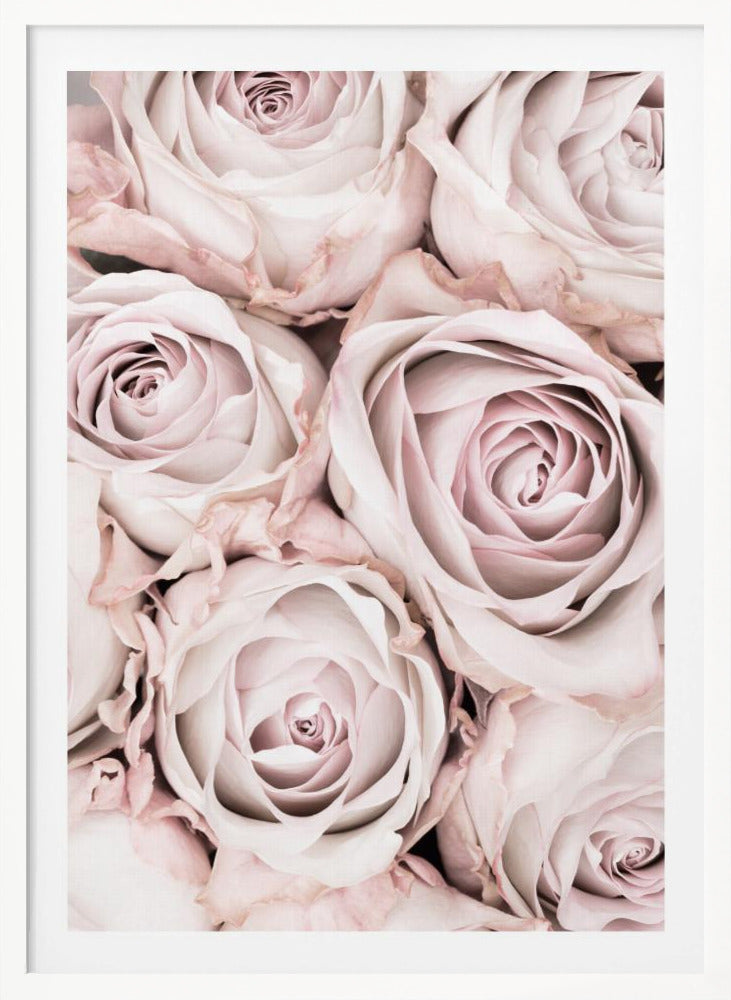 A close-up, overhead photograph of a dense bouquet of dusty pink roses with delicate, layered petals, all framed in black. Wall Art