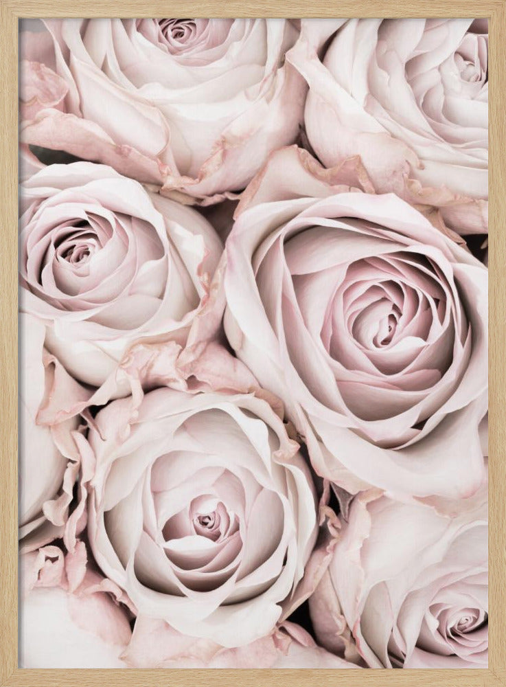 A close-up, overhead photograph of a dense bouquet of dusty pink roses with delicate, layered petals, all framed in black. Wall Art