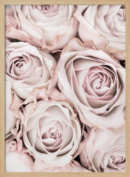 A close-up, overhead photograph of a dense bouquet of dusty pink roses with delicate, layered petals, all framed in black. Wall Art