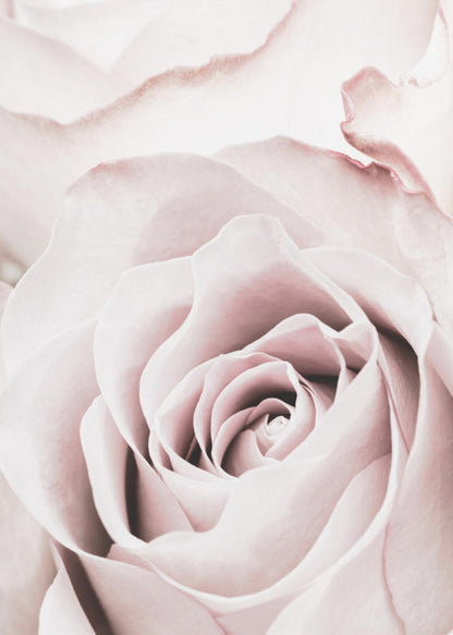 A tightly cropped, macro photograph of a dusty pink rose in a black frame, with its soft petals spiraling inward. Print