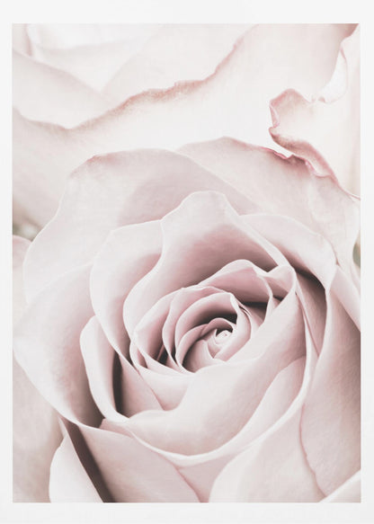 A tightly cropped, macro photograph of a dusty pink rose in a black frame, with its soft petals spiraling inward. Print