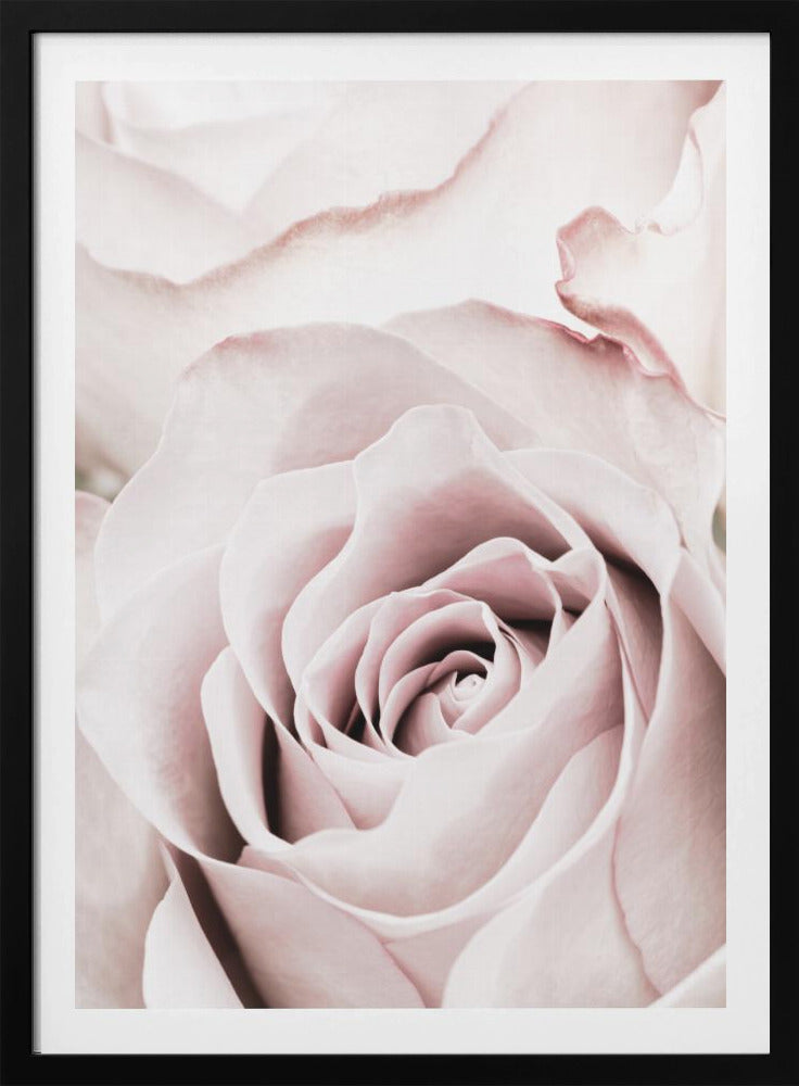 A tightly cropped, macro photograph of a dusty pink rose in a black frame, with its soft petals spiraling inward. Print