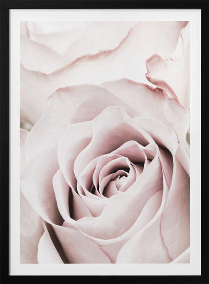 A tightly cropped, macro photograph of a dusty pink rose in a black frame, with its soft petals spiraling inward. Print