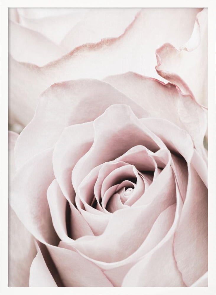 A tightly cropped, macro photograph of a dusty pink rose in a black frame, with its soft petals spiraling inward. Print