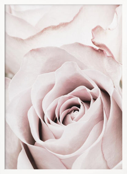 A tightly cropped, macro photograph of a dusty pink rose in a black frame, with its soft petals spiraling inward. Print