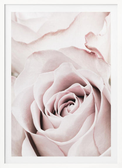 A tightly cropped, macro photograph of a dusty pink rose in a black frame, with its soft petals spiraling inward. Print