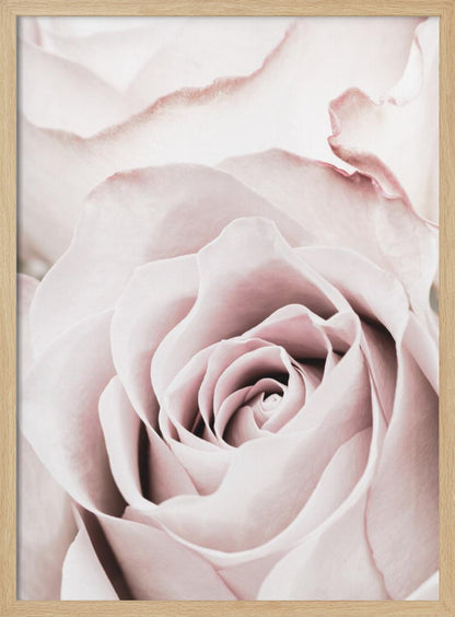 A tightly cropped, macro photograph of a dusty pink rose in a black frame, with its soft petals spiraling inward. Print