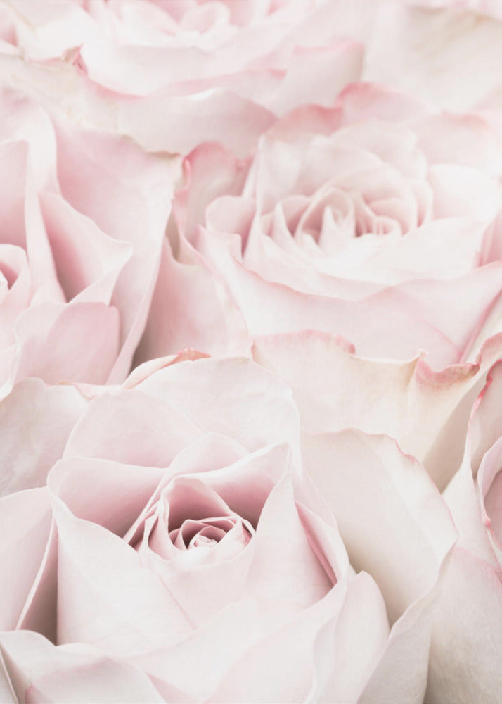 A close-up, soft-focus photograph of a bouquet of delicate, light pink roses filling the entire frame, enclosed in a simple black border. Poster