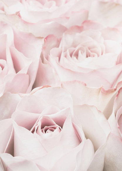 A close-up, soft-focus photograph of a bouquet of delicate, light pink roses filling the entire frame, enclosed in a simple black border. Poster