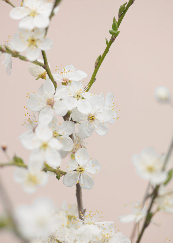 A close-up photograph of delicate white cherry blossoms with yellow stamens blooming on a thin branch against a soft pale pink background. The image has a shallow depth of field, focusing on the central cluster of flowers. Artwork