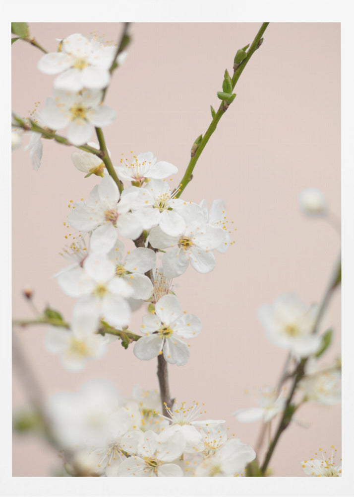 A close-up photograph of delicate white cherry blossoms with yellow stamens blooming on a thin branch against a soft pale pink background. The image has a shallow depth of field, focusing on the central cluster of flowers. Artwork