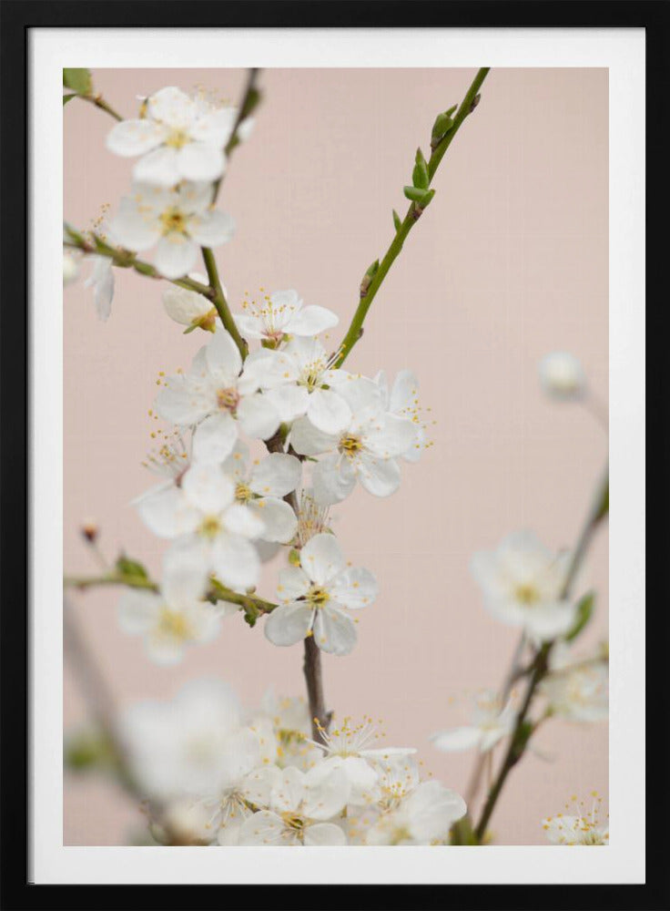 A close-up photograph of delicate white cherry blossoms with yellow stamens blooming on a thin branch against a soft pale pink background. The image has a shallow depth of field, focusing on the central cluster of flowers. Artwork