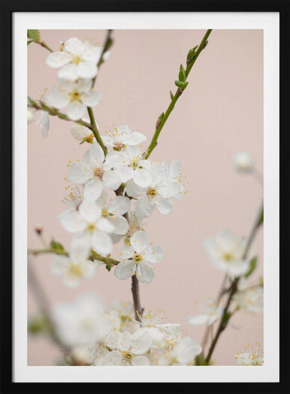 A close-up photograph of delicate white cherry blossoms with yellow stamens blooming on a thin branch against a soft pale pink background. The image has a shallow depth of field, focusing on the central cluster of flowers. Artwork