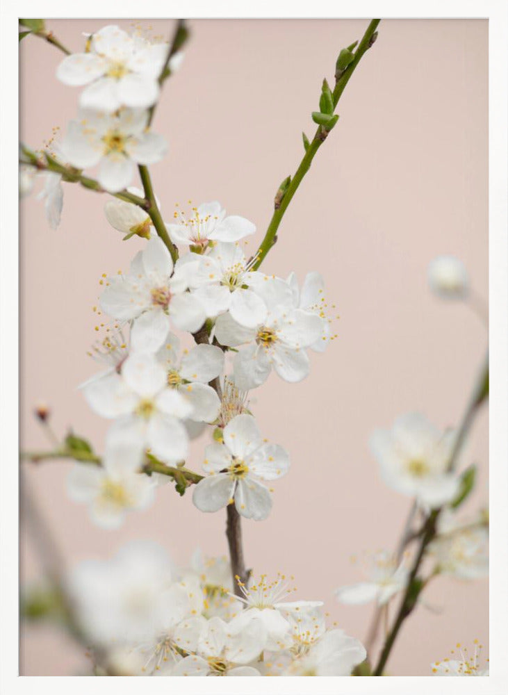 A close-up photograph of delicate white cherry blossoms with yellow stamens blooming on a thin branch against a soft pale pink background. The image has a shallow depth of field, focusing on the central cluster of flowers. Artwork
