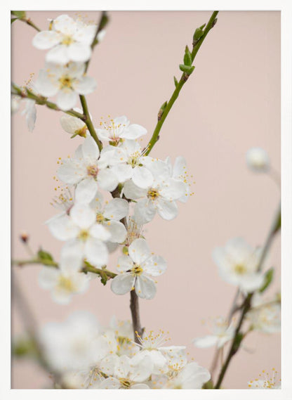 A close-up photograph of delicate white cherry blossoms with yellow stamens blooming on a thin branch against a soft pale pink background. The image has a shallow depth of field, focusing on the central cluster of flowers. Artwork