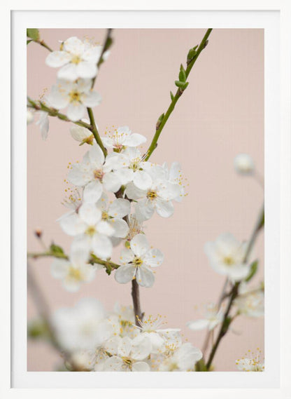 A close-up photograph of delicate white cherry blossoms with yellow stamens blooming on a thin branch against a soft pale pink background. The image has a shallow depth of field, focusing on the central cluster of flowers. Artwork