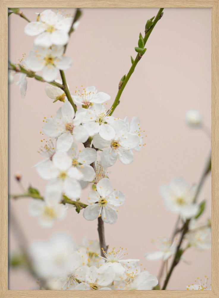 A close-up photograph of delicate white cherry blossoms with yellow stamens blooming on a thin branch against a soft pale pink background. The image has a shallow depth of field, focusing on the central cluster of flowers. Artwork